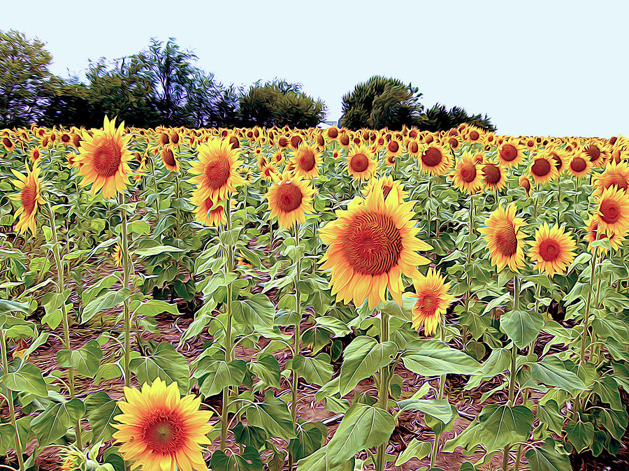 Kansas Sunflower Field Photograph by Linda Carruth