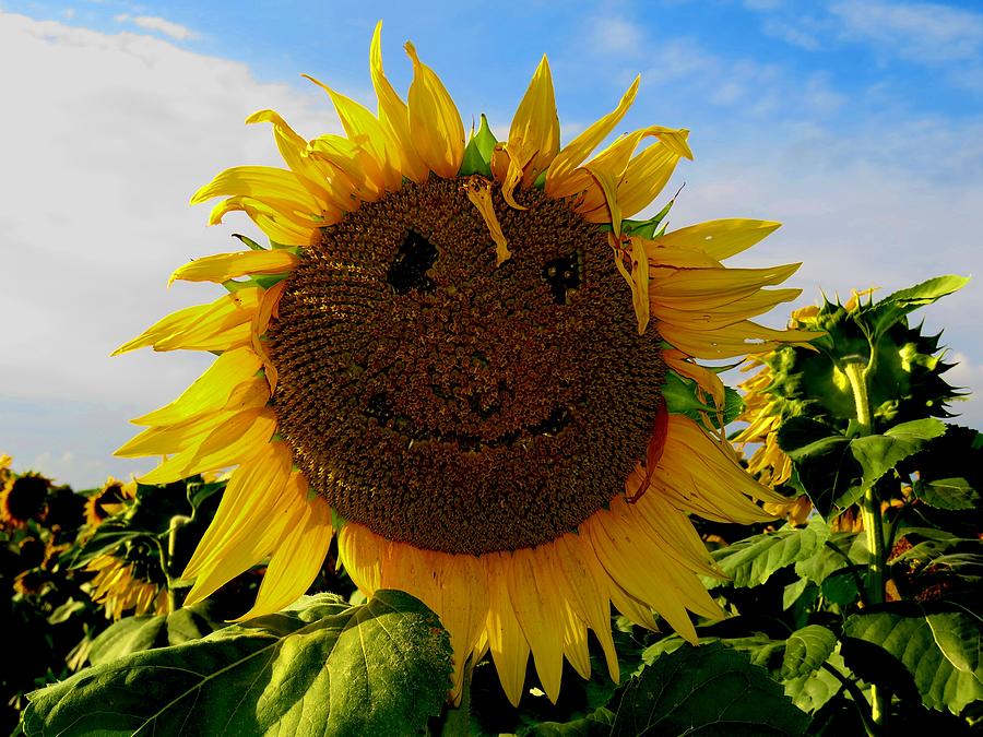 Kansas Sunflower Photograph by Keith Stokes