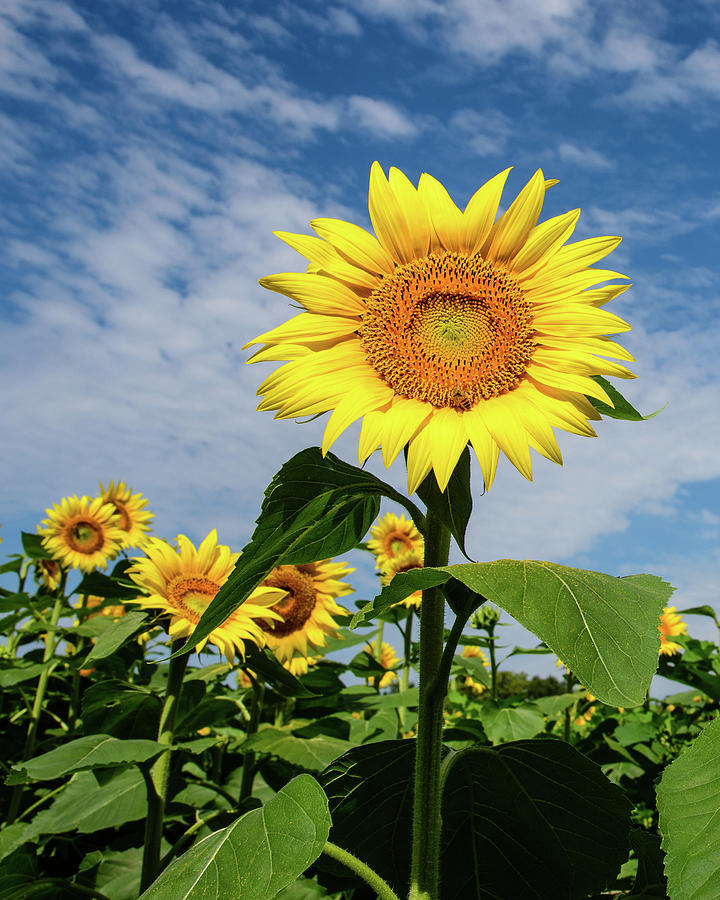 Kansas Sunflower Photograph by Paul Moore