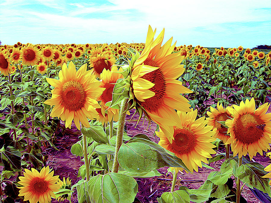 Kansas Sunflowers Photograph by Linda Carruth
