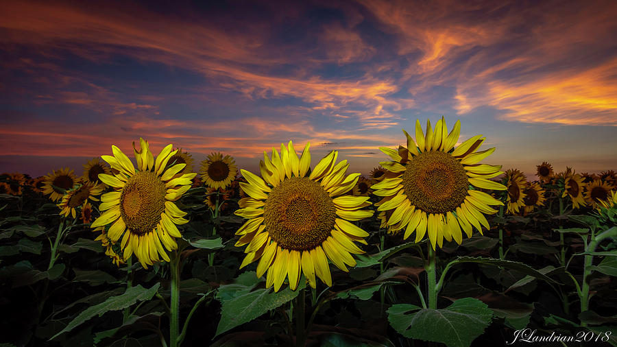 Kansas Sunset Photograph by Jorge Landrian | Fine Art America