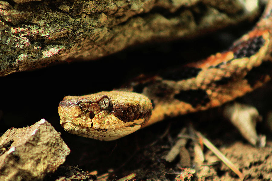 Kansas Timber Rattlesnake Closeup Photograph by JC Findley