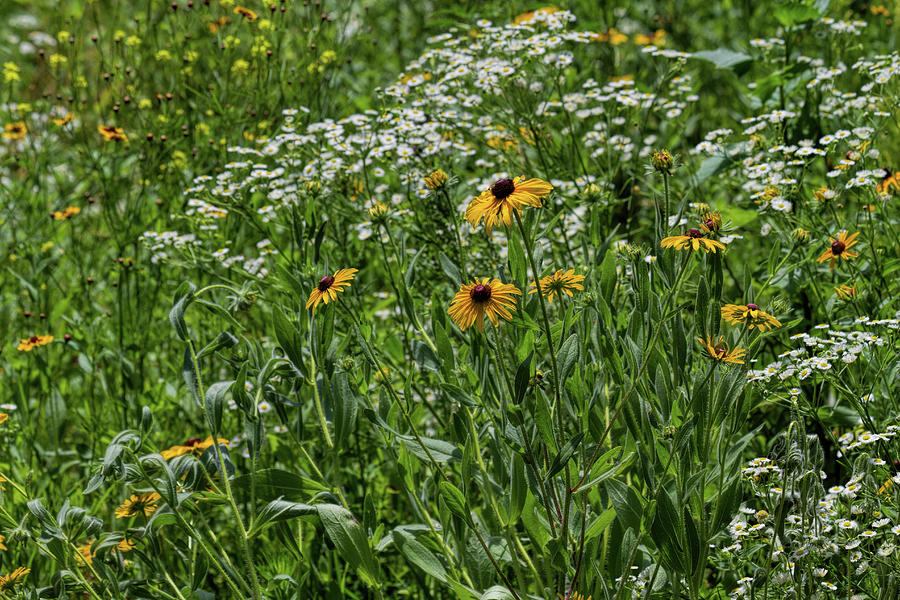 Kansas Wildflowers Photograph by Alana Thrower