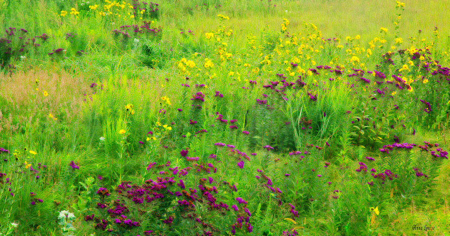 Kansas Wildflowers Beauty Photograph by Anna Louise