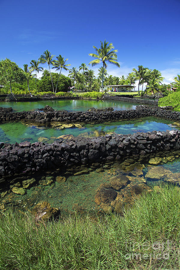 Kapoho fish pond Photograph by David Cornwell/First Light Pictures, Inc - Printscapes