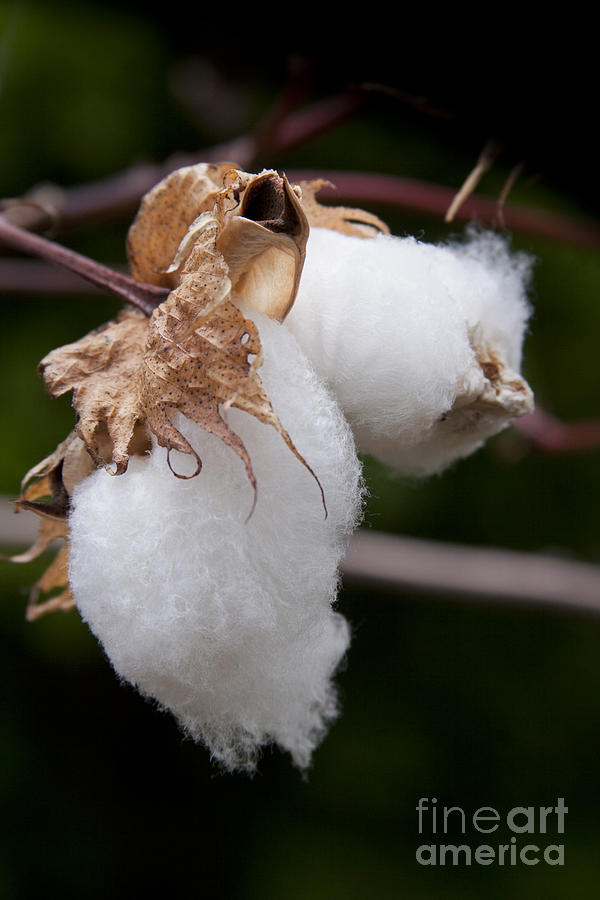 Kapok - Ceiba pentandra - Silk Cotton Tree Photograph by Sharon Mau