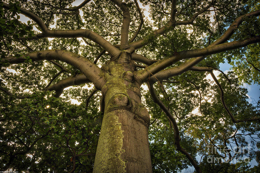 Kapok Tree Photograph by Mitch Shindelbower