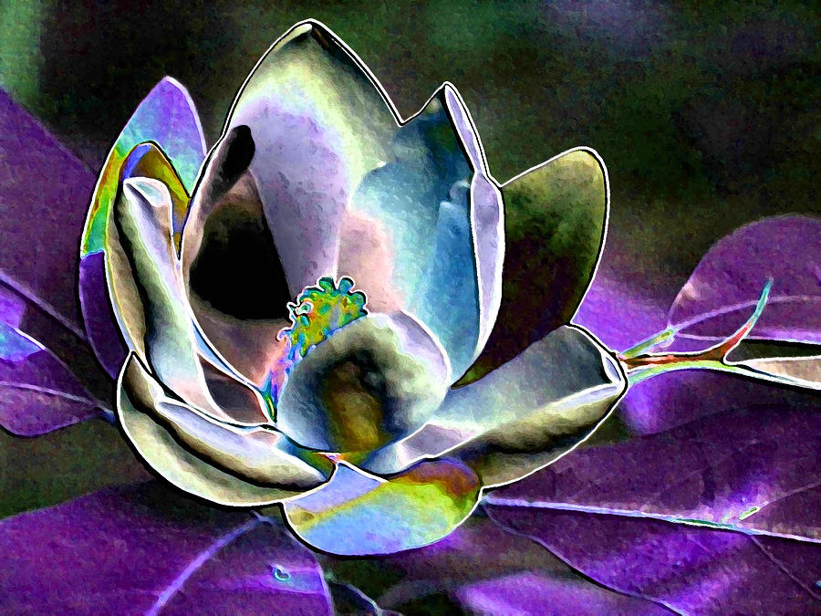 Kapow Purple Magnolia Photograph by Carolyn Jacob