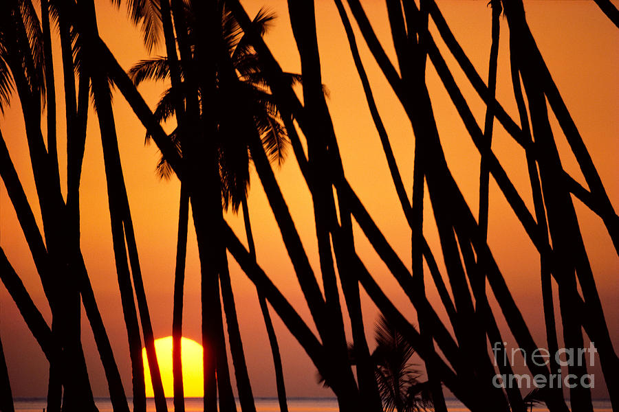 Kapuaiwa Coconut Grove Photograph by William Waterfall - Printscapes