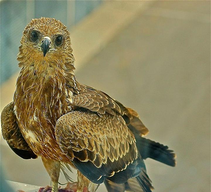 Karachi Hawk Photograph by Adnan Ilyas - Pixels