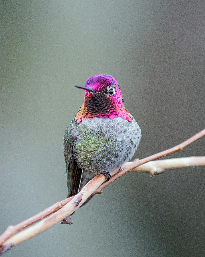 Karisas Hummingbird.1 Photograph by E Faithe Lester