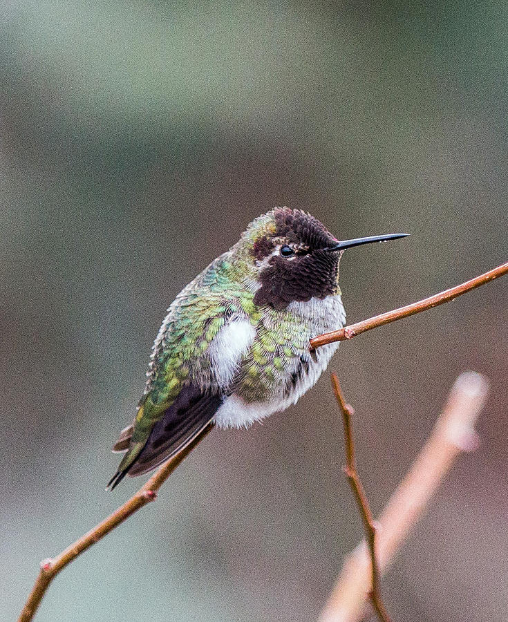 Karisas Hummingbird.2 Photograph by E Faithe Lester