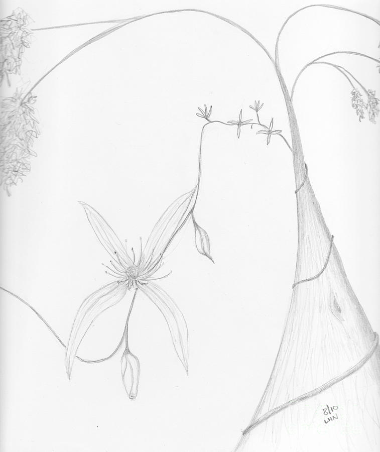 Karri and Climbing Clematis Drawing by Leonie Higgins Noone