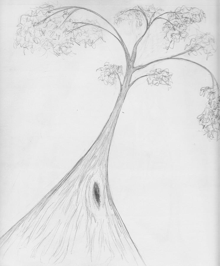 Karri Tree Drawing by Leonie Higgins Noone