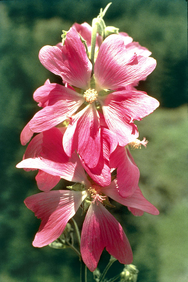 Flower Photograph - Kashmir Tree Mallow  by American School