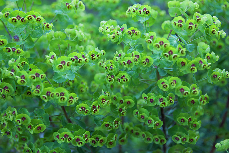 Tacoma Photograph - Kate Sinon Euphorbia characias by Robert Braley