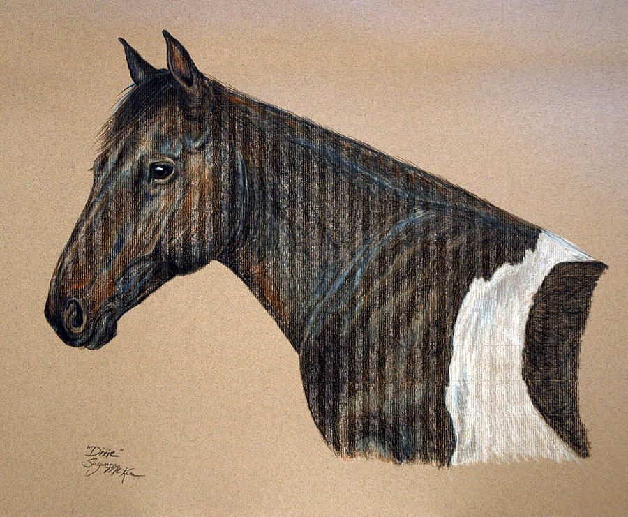 Horse Drawing - Kathys Dixie by Suzanne McKee