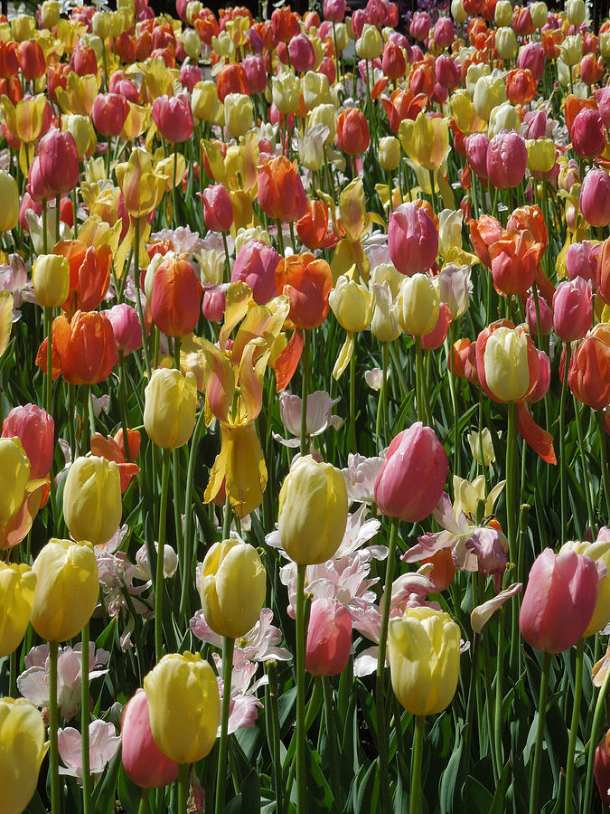 Kathy's Tulips IV by Peg Toliver Kathy's Tulips IV by Peg Toliver