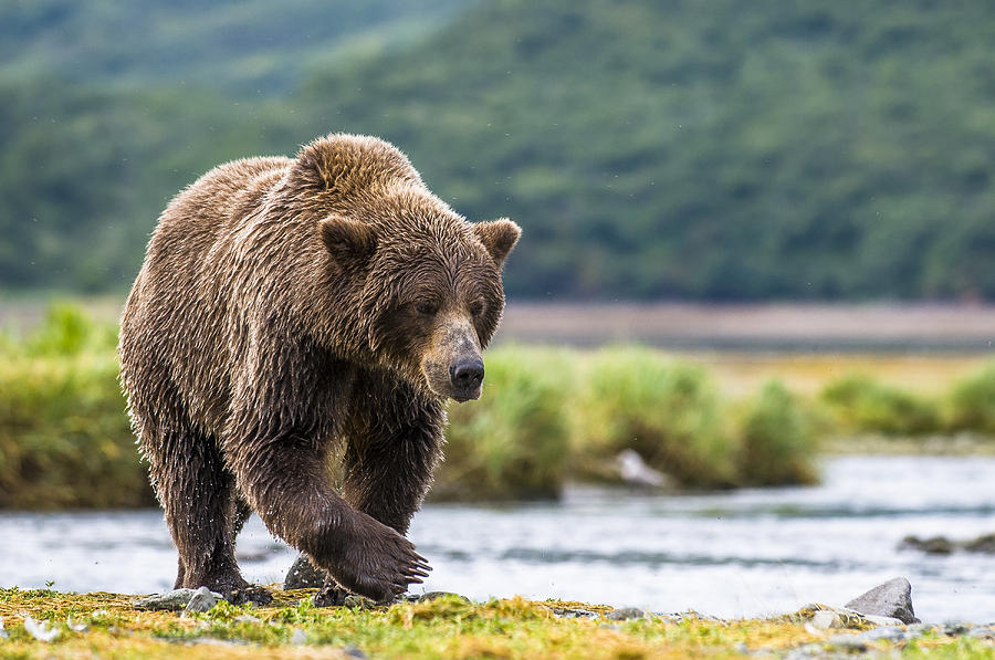 Katmai Bear Photograph by Amazing Views Photography | Fine Art America