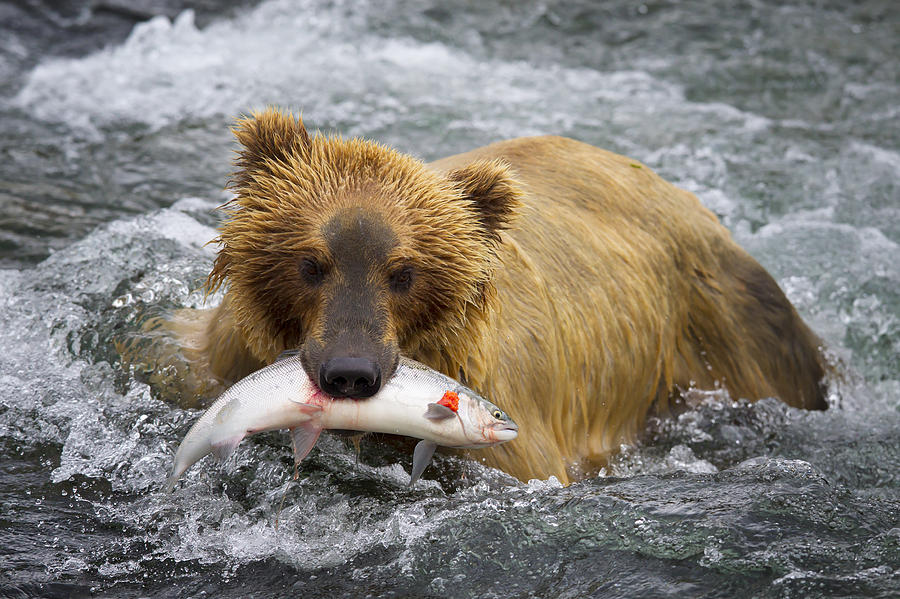 Bear Photograph - Katmai Grizzly by Bruce Benson