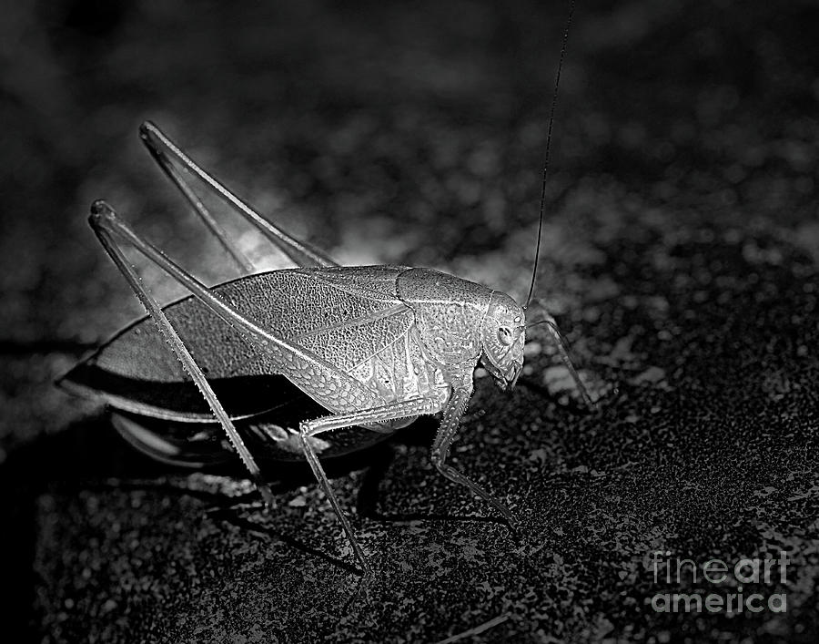 Katydid Grasshopper Photograph by Smilin Eyes Treasures