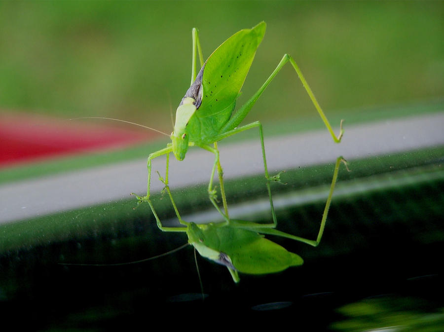 Grasshopper Photograph - Katydid  by Karen Scovill