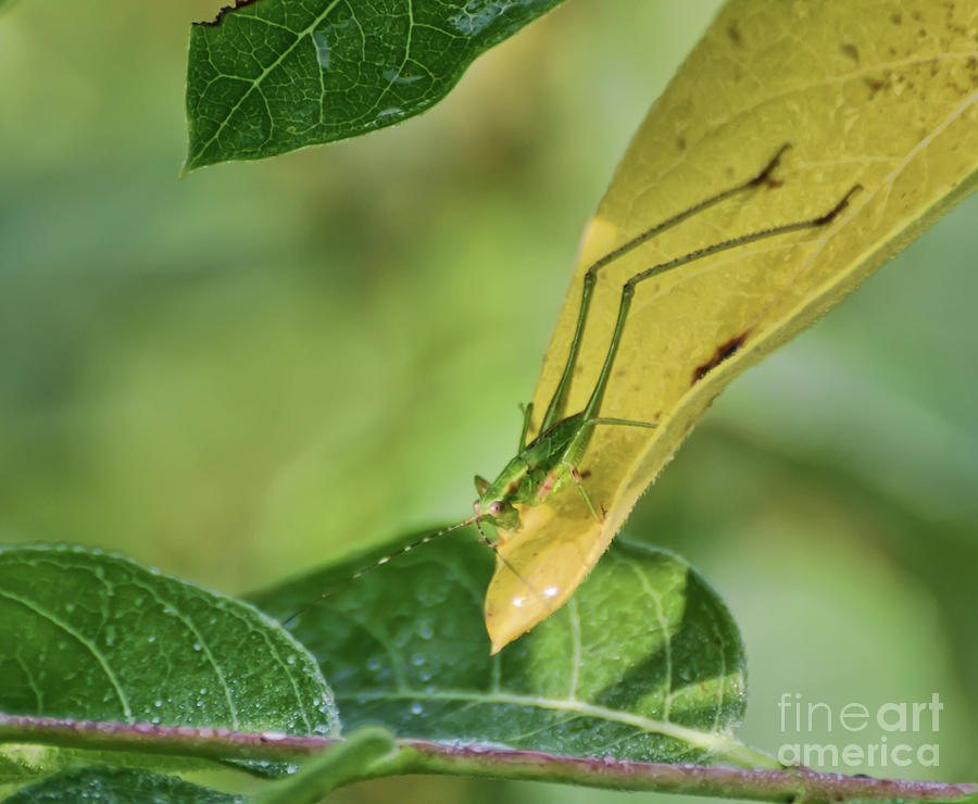 Katydid on a Leaf Photograph by Kerri Farley