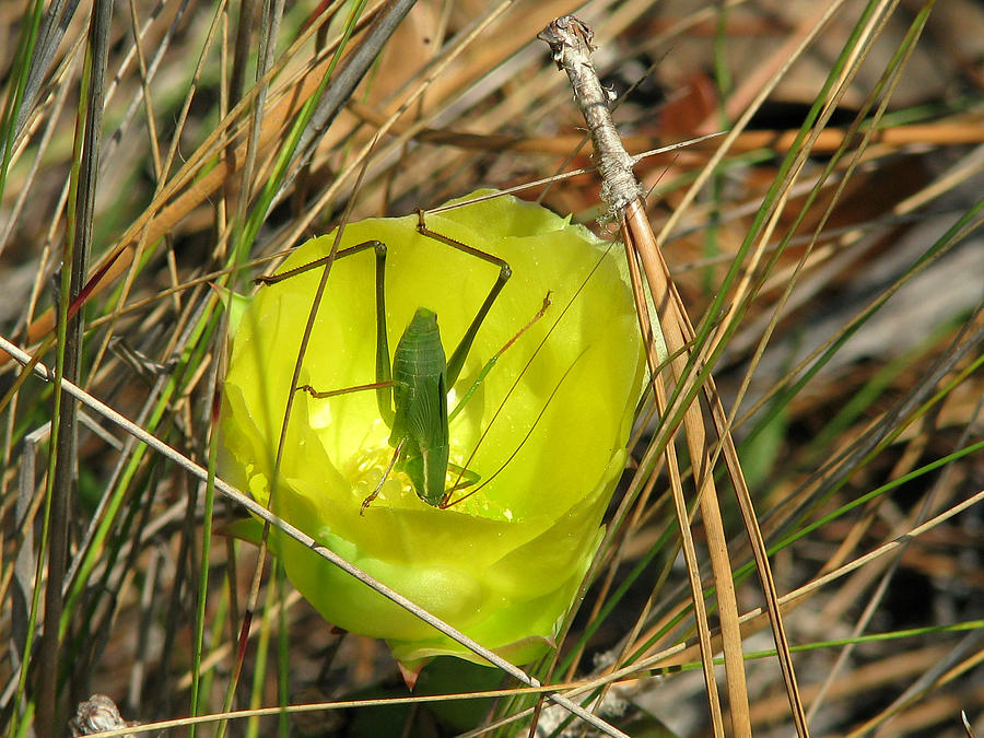 Katydid what Photograph by Peggy Urban