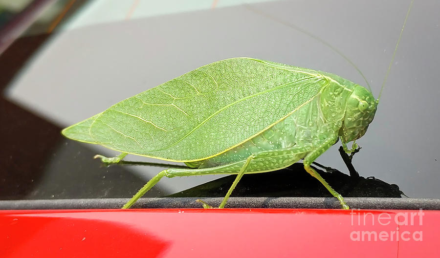 Katydids- Bush Crickets Photograph by Ricky L Jones
