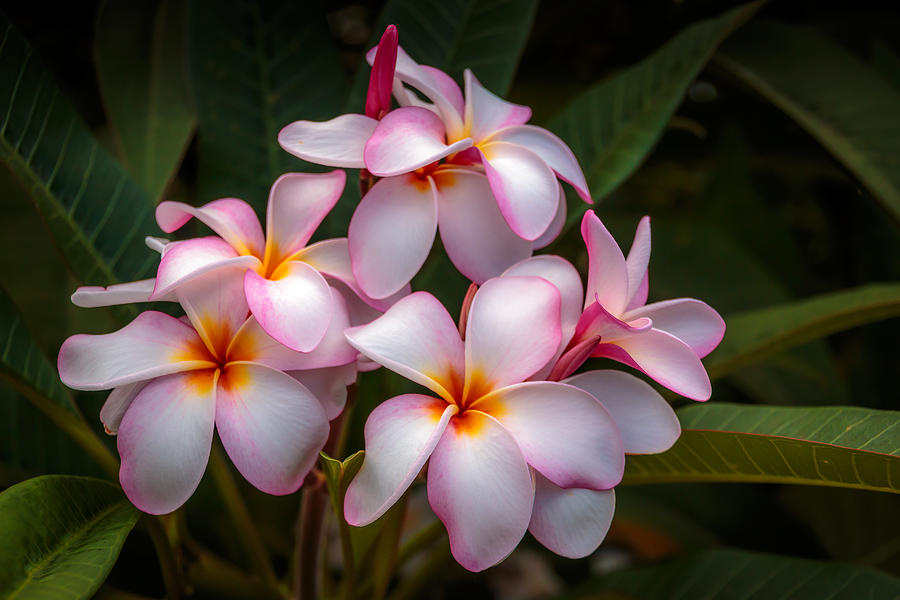 Kauai Beauties Photograph by Jade Moon