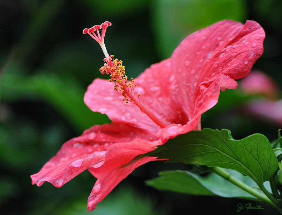 Flowers Still Life Photograph - Kauai Beauty by Joe Bonita