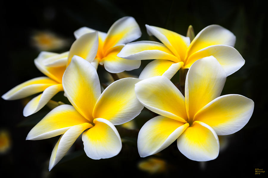 Plumerias canvas print,photographic print,art print,framed print,iphone case,samsung galaxy case, by David Millenheft Plumerias canvas print,photographic print,art print,framed print,iphone case,samsung galaxy case, by David Millenheft