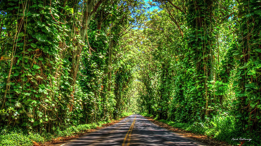 Kauai Eucalyptus Tree Tunnel Kauai Hawaii Art Photograph by Reid Callaway