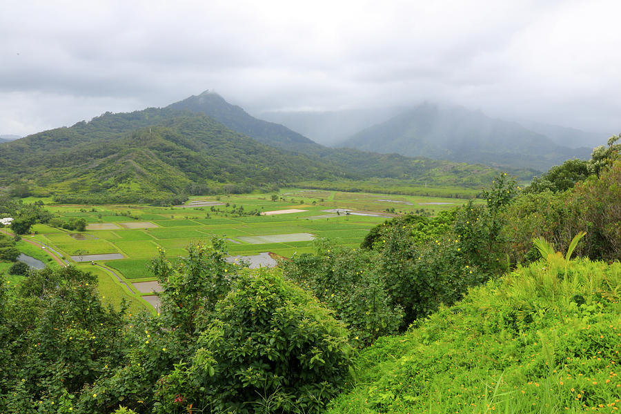 Kauai Farms Photograph by Scott Allen - Fine Art America