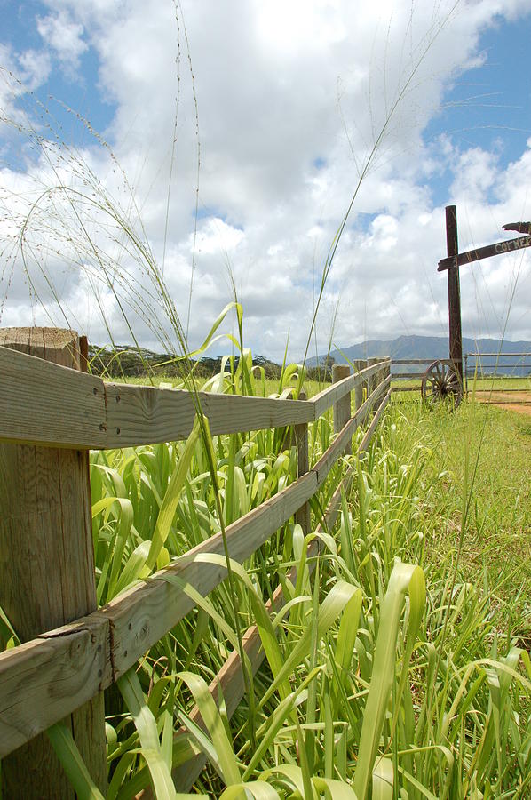 Kauai Fence Photograph by Kelly Wade