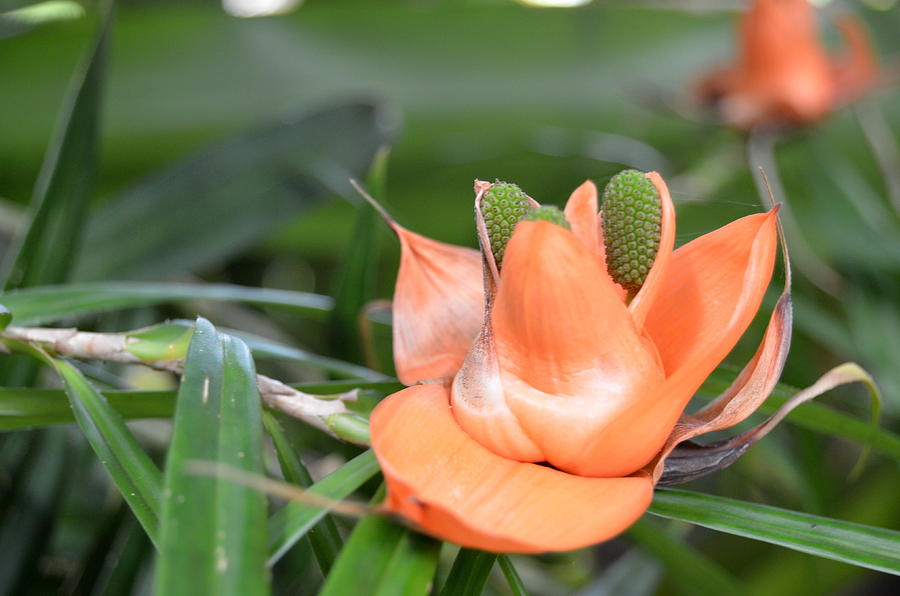 Kauai Hindu Monastery Flower 2 Photograph by Amy Fose