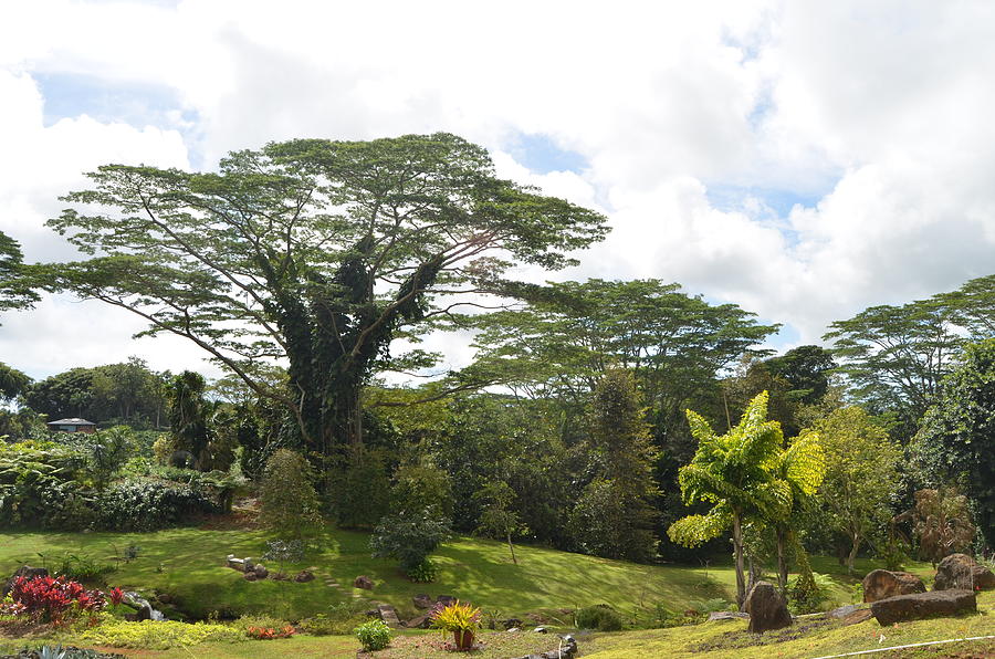 Kauai Hindu Monastery Greenery 4 Photograph by Amy Fose