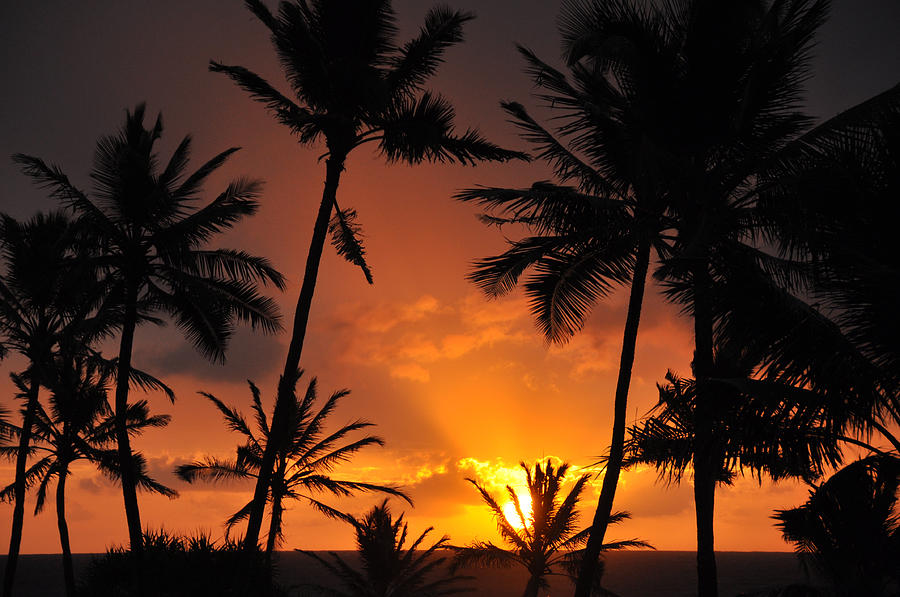 Kauai Palm Sunrise Photograph by Kelly Wade