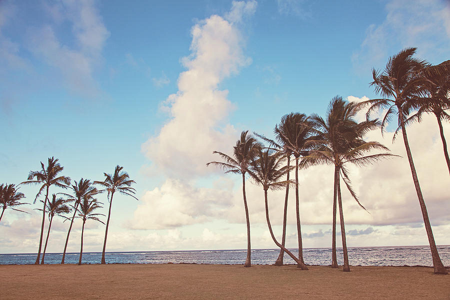 Kauai Palm Trees Photograph by Melanie Alexandra Price
