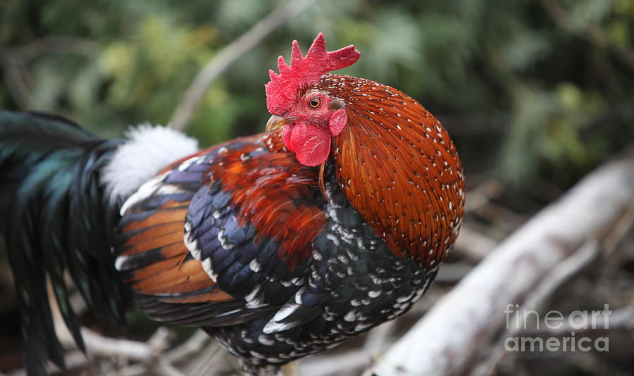 Kauai Rooster Photograph by Nadine Rippelmeyer