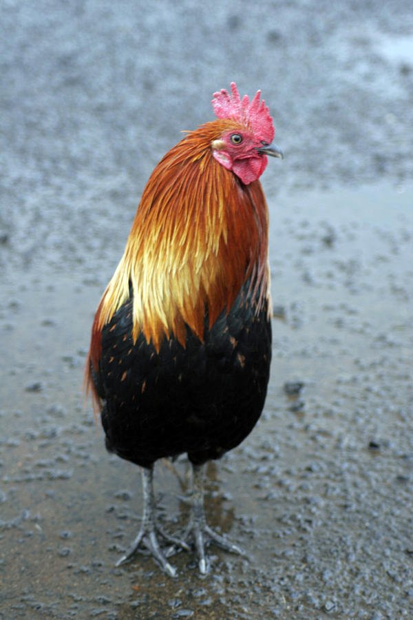 Kaui Rooster Photograph by Kenneth Campbell