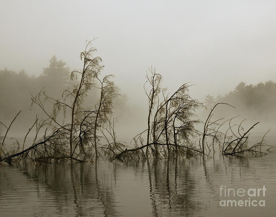 Tree Photograph - Kayak Trap by Jan Piller