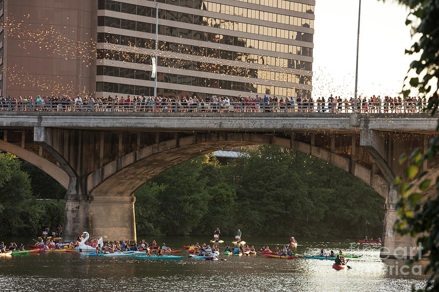 Summer Photograph - Kayakers take spectacle as the 1.5 million Mexican free-tailed bats take flight by Dan Herron