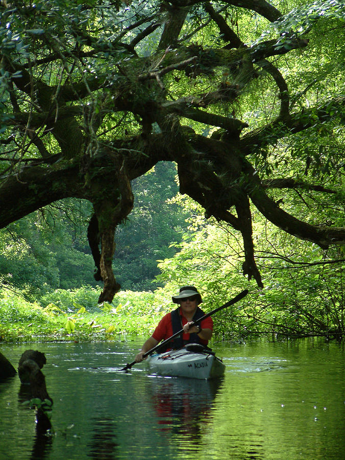 Kayak Photograph - Kayaking in Dismal Swamp by Charles Ridgway Kayak Photograph - Kayaking in Dismal Swamp by Charles Ridgway