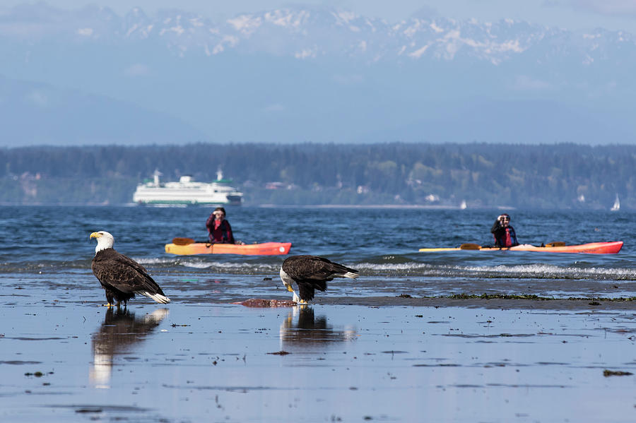 Kayaking with bald eagles Photograph by Matt McDonald