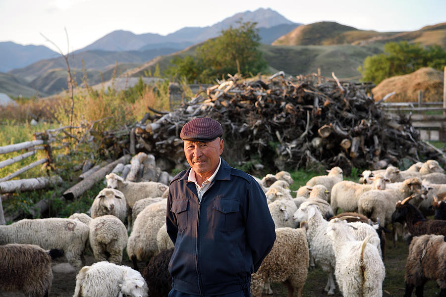 Sheep Photograph - Kazakh man with sheep in corral at first light in Saty village o by Reimar Gaertner