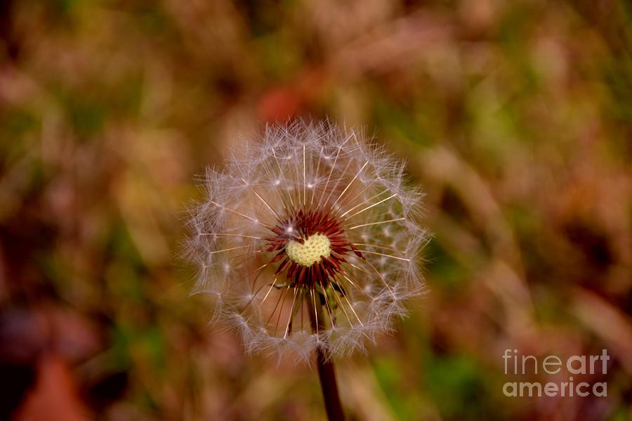 Make A Wish Sweet Heart  Photograph by Adrian De Leon Art and Photography