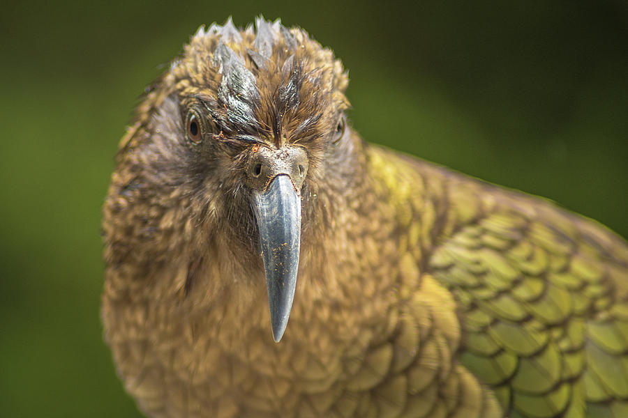 Parrot Photograph - Kea Bird by Racheal Christian