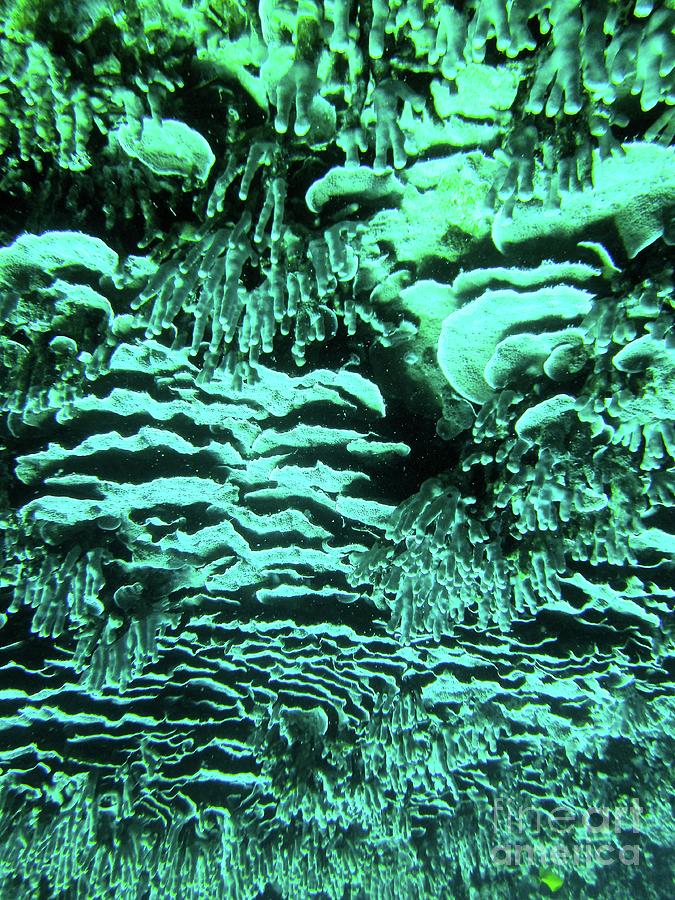 Kealakekua Plate Coral Photograph by Radine Coopersmith