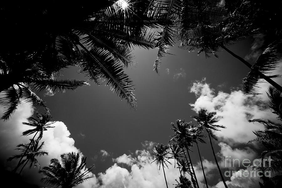 Keanae Coconut Palms Photograph by Sharon Mau